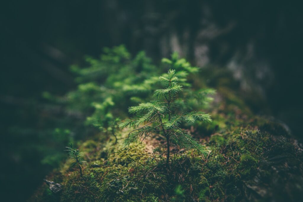 macro shot of a baby pine tree