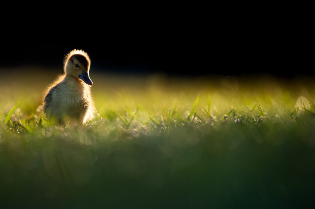 Image of a duckling