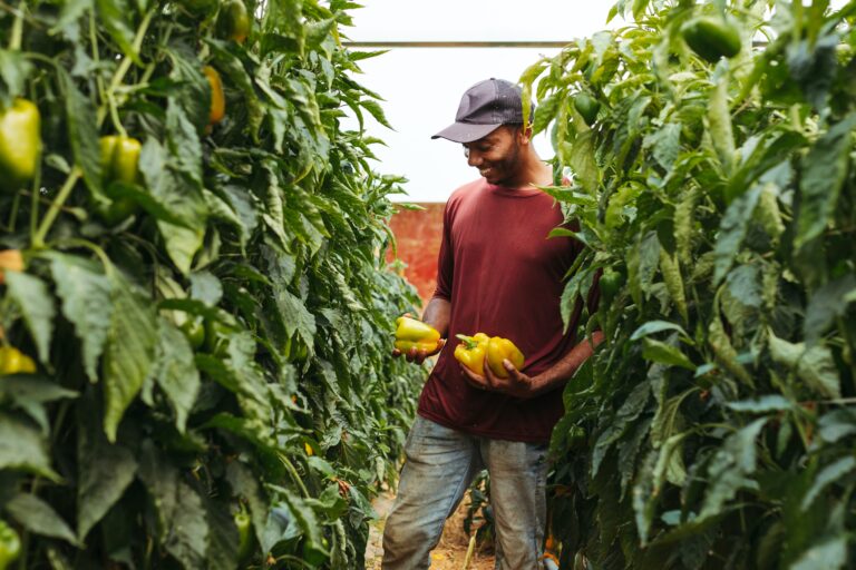 pepper farm
